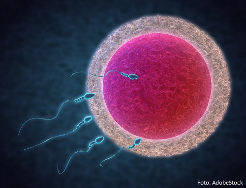 sperm and egg cell
